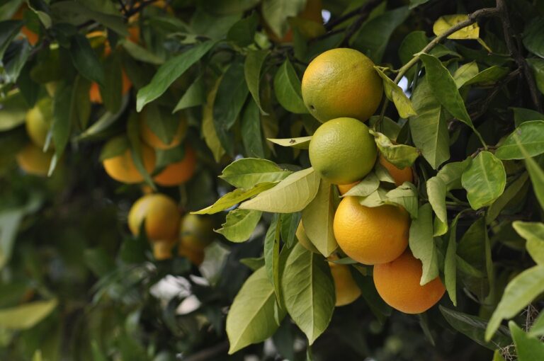 Frutalga arranca para descarbonizar el sector frutícola transformando mermas de fruta en nuevos bioproductos para uso cosmético