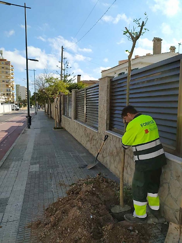 FOBESA inicia la reposición de 130 árboles en alcorques y zonas verdes en Benicàssim