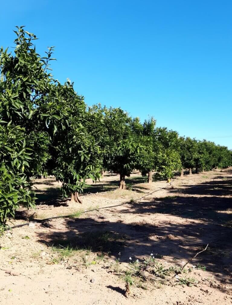 Mayor calidad del agua regenerada y un riego más eficiente: estos son los primeros avances del proyecto SIRERA